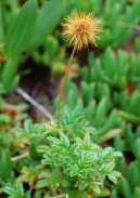 Acaena mikrophylla