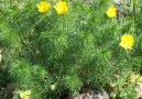 Adonis vernalis