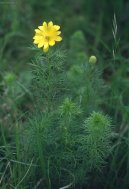 Adonis vernalis