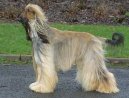 Afghan Hound