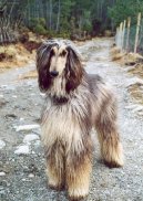 Afghan Hound