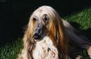 Afghan Hound