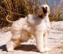 Afghan Hound