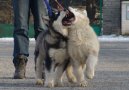 Alaskan malamute \\\\\(Dog standard\\\\\)