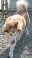 Alaskan malamute \\\\\(Dog standard\\\\\)