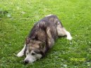 Alaskan Malamute