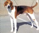 American Fox Hound