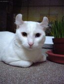 American Curl Longhair / Shorthair