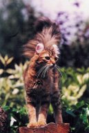 American Curl Longhair / Shorthair