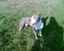 American Staffordshire Terrier