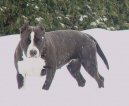 American staffordshire terrier \\\\\(Dog standard\\\\\)