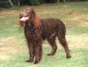 American Water Spaniel