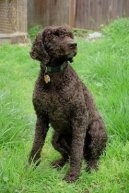 American Water Spaniel