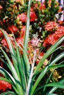 Ananas comosus variegatus