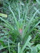 Ananas comosus variegatus