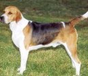 English Foxhound