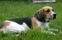 English Foxhound