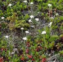 Antennaria dioica