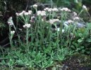 Antennaria dioica