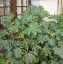 Fatsia japonica