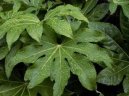 Fatsia japonica