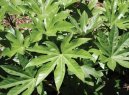 Fatsia japonica