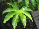 Fatsia japonica