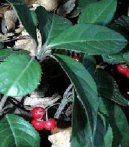 Ardisia