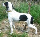 Ariege-Hound