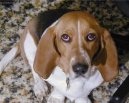 Basset artsien normand, Artesian-Norman Basset