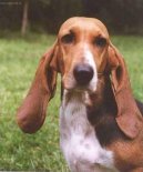 Basset artsien normand, Artesian-Norman Basset