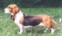 Basset artsien normand, Artesian-Norman Basset