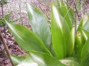 Aspidistra