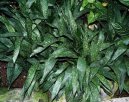 Aspidistra