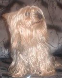 Australian Silky Terrier