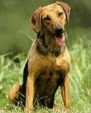 Srpski Gonic, Serbian Hound