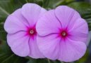 Catharanthus roseus