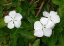 Catharanthus roseus