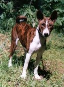 Congo Dog