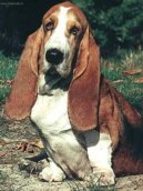 Basset Hound