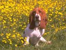 Basset Hound