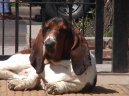 Basset Hound