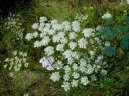 Pimpinella saxifraga