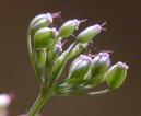 Pimpinella saxifraga