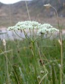 Pimpinella saxifraga