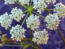 Pimpinella saxifraga