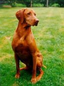 Belgian Shorthaired Pointer