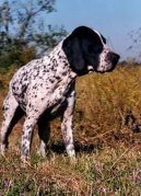 Belgian Shorthaired Pointer