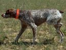 Belgian Shorthaired Pointer