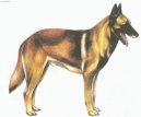 Belgian shepherd malinois \\\\\\\\\\\\\\\\\\\\\(Dog standard\\\\\\\\\\\\\\\\\\\\\)